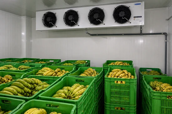 nandikoti_Banana Ripening Chamber